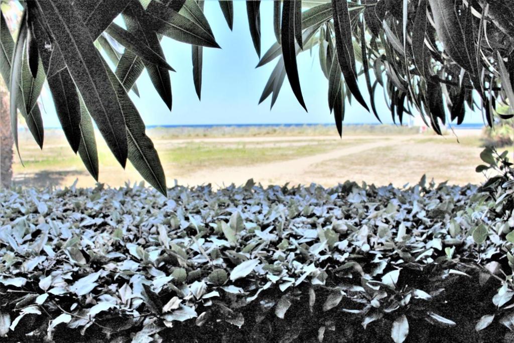 סן סיפריאן Mer Er Plage 403 מראה חיצוני תמונה
